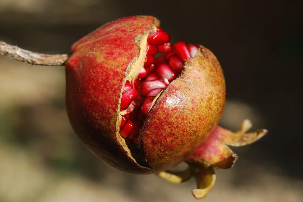 pomegranate 185456 1280