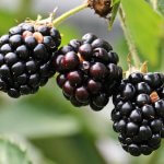 A close-up image of fresh, ripe blackberries in a rustic bowl. The berries are deep purple-black in color, plump, and glistening with natural moisture. The background is softly blurred, emphasizing the texture and richness of the fruit. Blackberries are known for their high fiber and antioxidant content, making them a gut-friendly superfood.