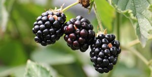 A close-up image of fresh, ripe blackberries in a rustic bowl. The berries are deep purple-black in color, plump, and glistening with natural moisture. The background is softly blurred, emphasizing the texture and richness of the fruit. Blackberries are known for their high fiber and antioxidant content, making them a gut-friendly superfood.