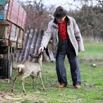 Elderly person in a beige jacket gently petting a young deer outdoors near a rustic trailer, surrounded by grass and trees.