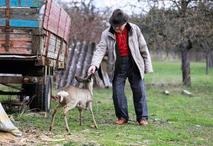Elderly person in a beige jacket gently petting a young deer outdoors near a rustic trailer, surrounded by grass and trees.