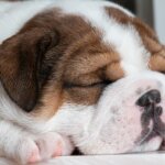Sleeping puppy with closed eyes, resting peacefully on its paws—symbolizing calm, comfort, and the healing power of rest.