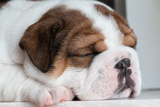 Sleeping puppy with closed eyes, resting peacefully on its paws—symbolizing calm, comfort, and the healing power of rest.
